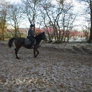 Anden særlig race Esholms Lady