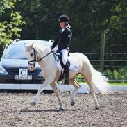 Welsh Pony af Cob-type (sec C) Rosengårdens Nakuma *B-pony*