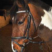 Pinto Lucky Star *Himmelhest*