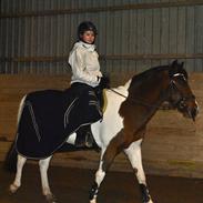 Pinto Lucky Star *Himmelhest*