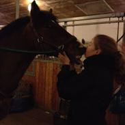 Pinto Lucky Star *Himmelhest*