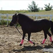 Anden særlig race Fie