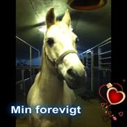 Anden særlig race Abyad Lateef ( Brum Brum