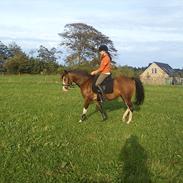 DSP Amalie af Bakholm (tidligere hest)