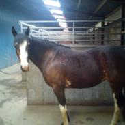 DSP Amalie af Bakholm (tidligere hest)