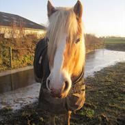 Haflinger Nemo Soldal