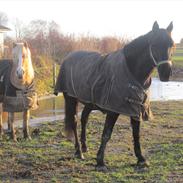 Haflinger Nemo Soldal