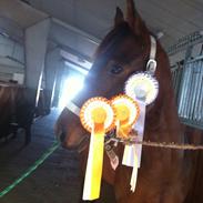 Anden særlig race Soffie