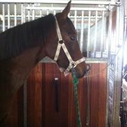 Anden særlig race Soffie