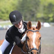 Anden særlig race Sonny Sagana [tidl. hest]