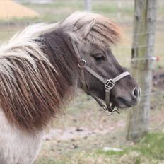 Shetlænder Vadehavets Cendi de Luxe