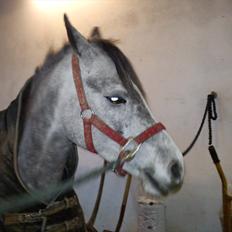 Tysk Sportspony Mille [Tidl låne pony]