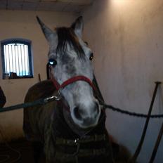 Tysk Sportspony Mille [Tidl låne pony]