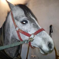 Tysk Sportspony Mille [Tidl låne pony]