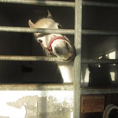 Welsh Pony (sec B) Fjordager Demsy