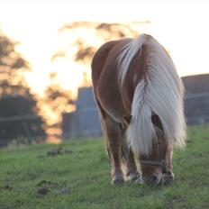 Shetlænder Caramel