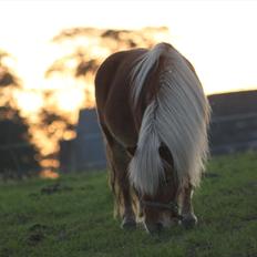 Shetlænder Caramel