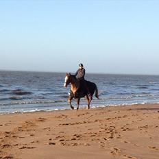 Trakehner Holmegårdens Sultana