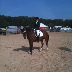 Tysk Sportspony Magic B-pony