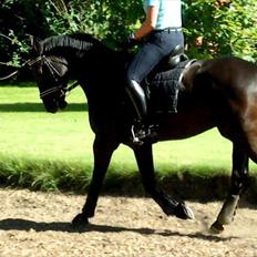 Trakehner Sternberg E