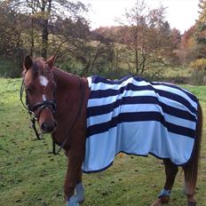 Welsh Pony (sec B) Bjerregårds Gandalf