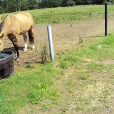 Anden særlig race Mammos