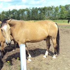 Anden særlig race Mammos