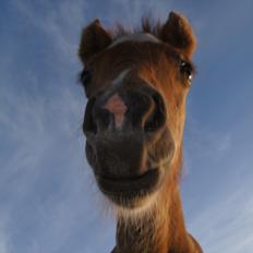 Islænder Dögg fra Tranten