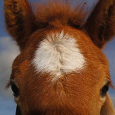 Islænder Dögg fra Tranten