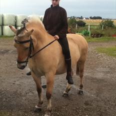 Fjordhest Frida af Tranemosen