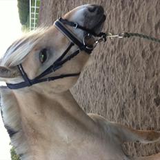 Fjordhest MIster smask