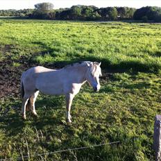 Fjordhest MIster smask