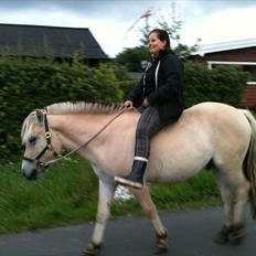 Fjordhest MIster smask