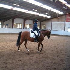 Welsh Pony (sec B) Palør Welsh