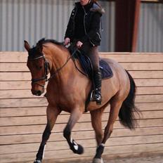 Dansk Varmblod Schannon