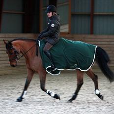 Dansk Varmblod Schannon