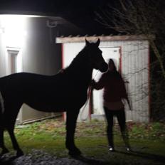 Anden særlig race Nowy rok