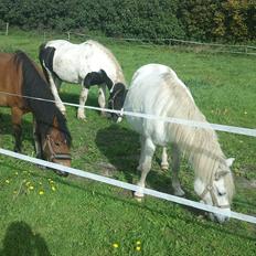 Welsh Pony af Cob-type (sec C) Storelykke hus Maylie Vito