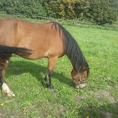 Welsh Pony af Cob-type (sec C) Storelykke hus Maylie Vito