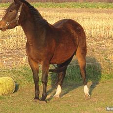 Anden særlig race Flicka - solgt