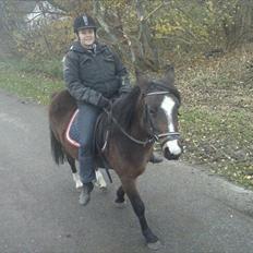 Anden særlig race Flicka - solgt