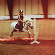 Anden særlig race Snubbi {Himmelhest}