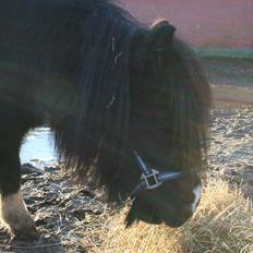 Pinto Hedegaardens Mulle