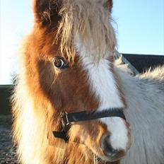 Pinto Hedegaardens Woody