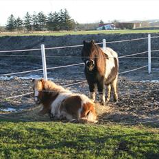 Pinto Hedegaardens Woody