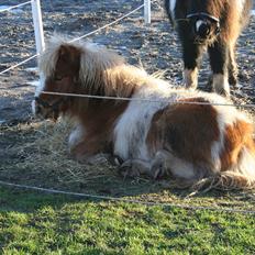 Pinto Hedegaardens Woody