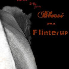 Islænder BLOSSI FLINTERUP