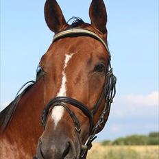 Dansk Varmblod - Cartoon <3