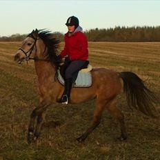 Arabisk fuldblod (OX) Fordianka Khan SOLGT!!