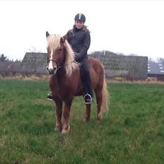 Islænder Disa Fra Fruehøj